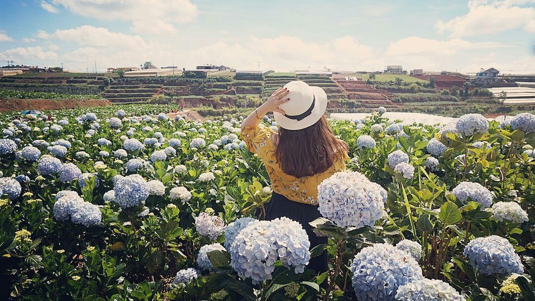 Cánh đồng hoa cẩm tú cầu tuyệt đẹp ở Đà Lạt