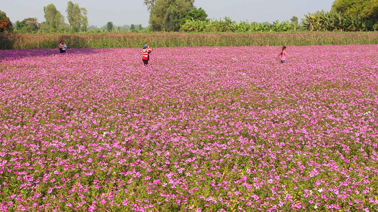 Vẻ lãng mạn của cánh đồng hoa dừa cạn