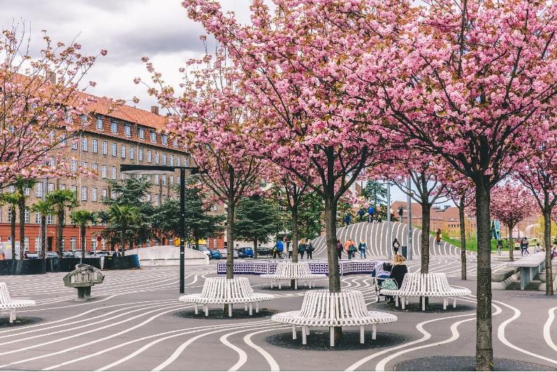 Hoa anh đào nở rộ ở Copenhagen