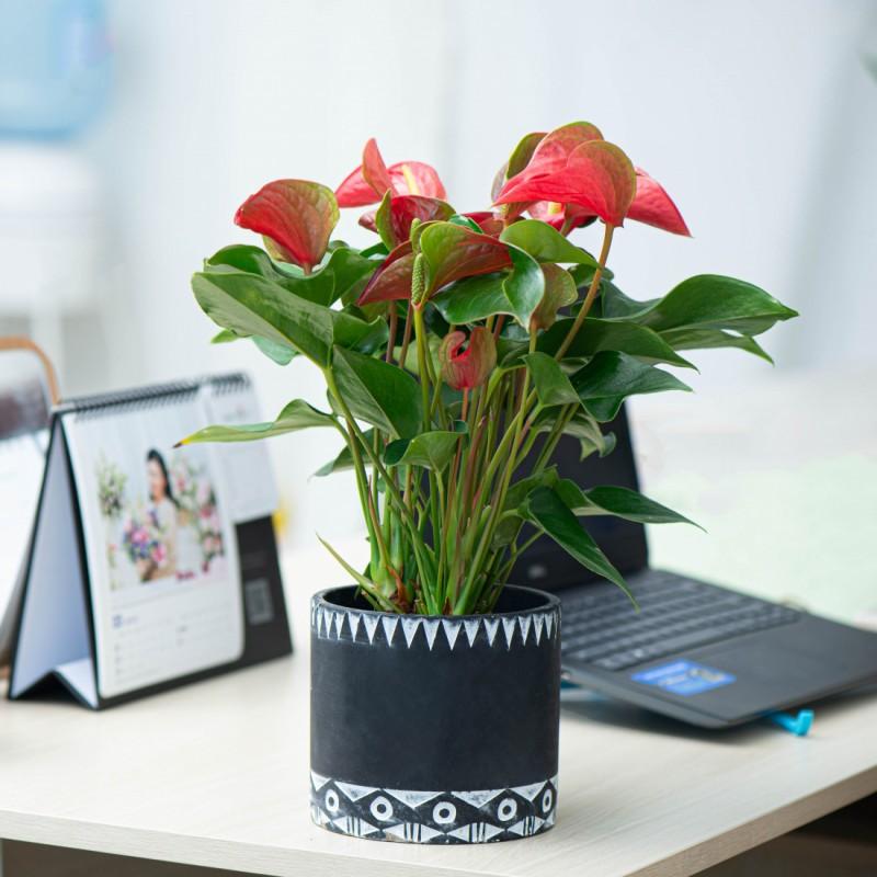 Cây hồng môn đỏ - Cây mang lại may mắn tài lộc cho tuổi Mùi