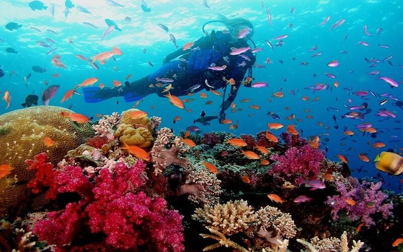 Lặn ngắm san hô tại Phú Quốc