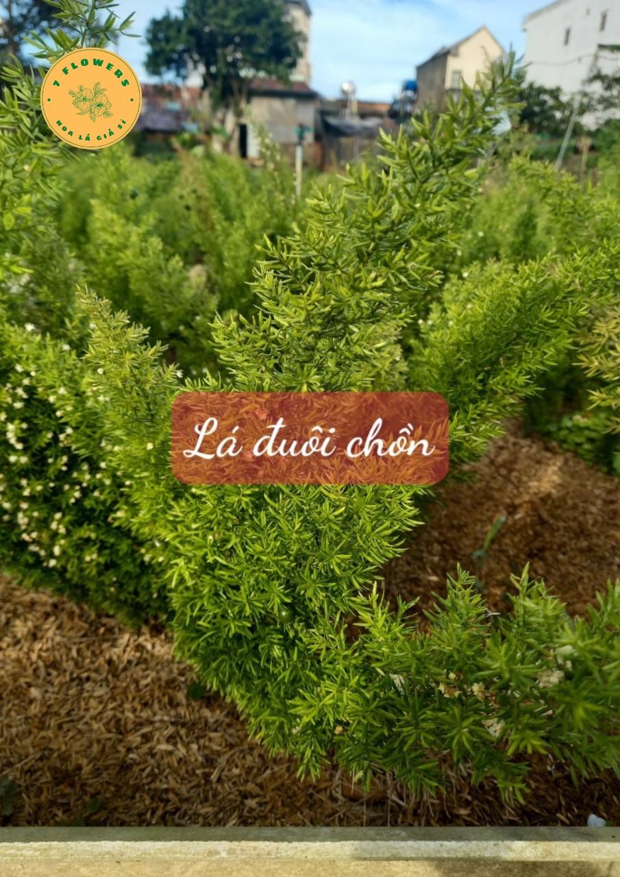 Zalo