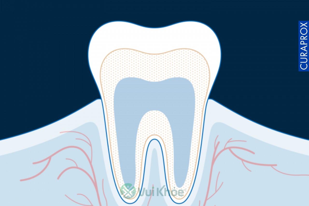 Máu luôn lưu thông bên dưới bề mặt nướu của chúng ta.