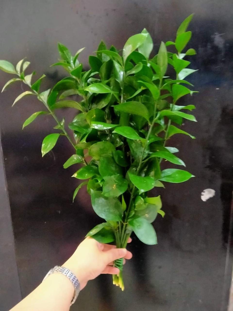 Zalo