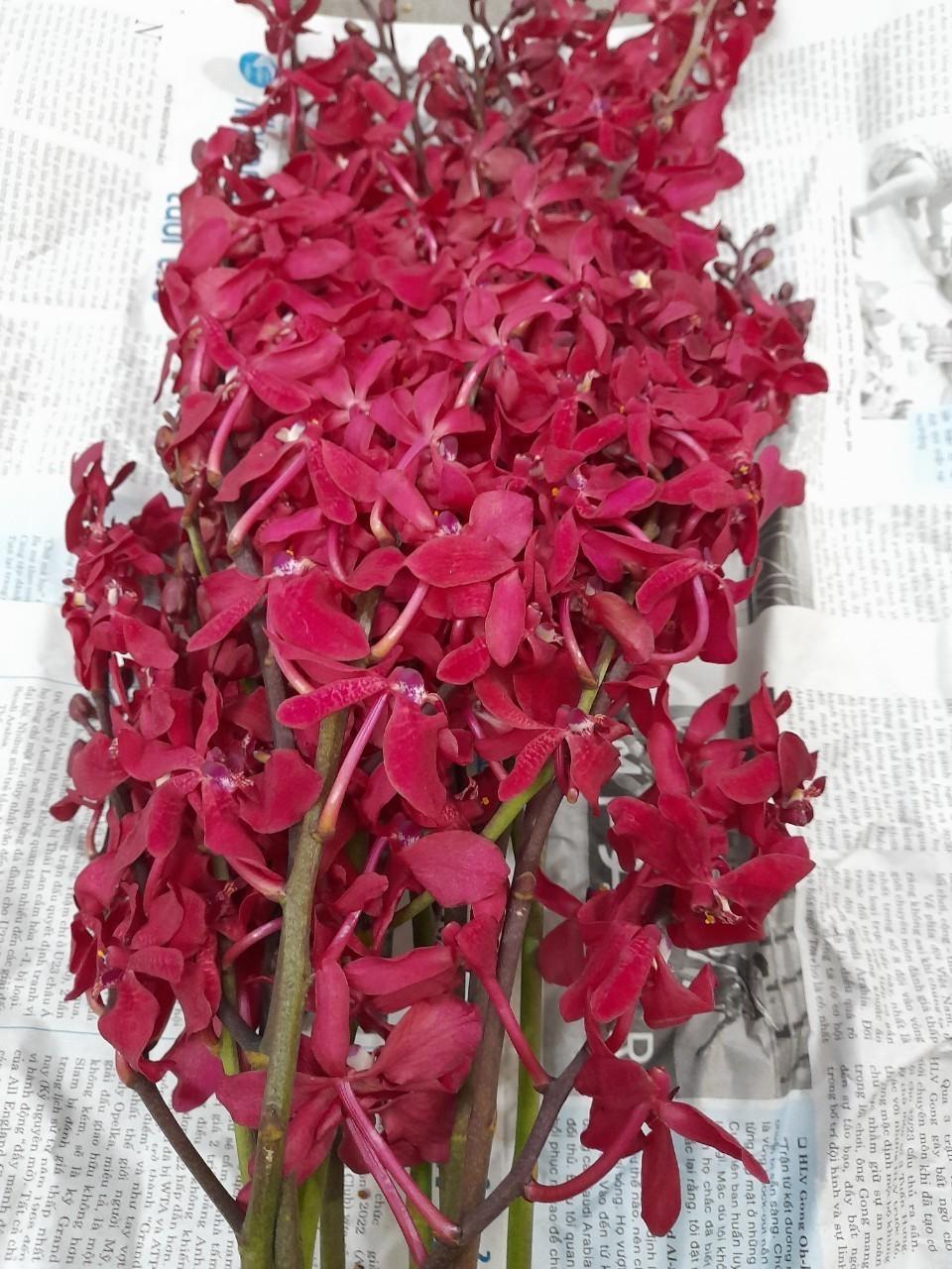 Zalo