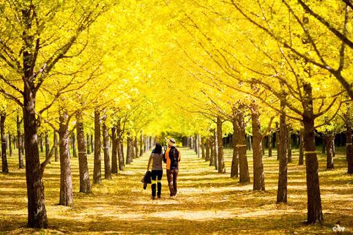 Ngắm lá mùa thu rơi tại Hàn Quốc